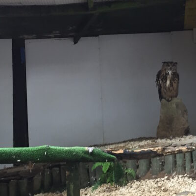 Owl Sanctuary