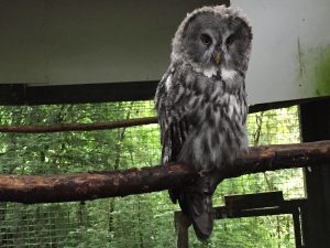 The Festival Park Owl Sanctuary