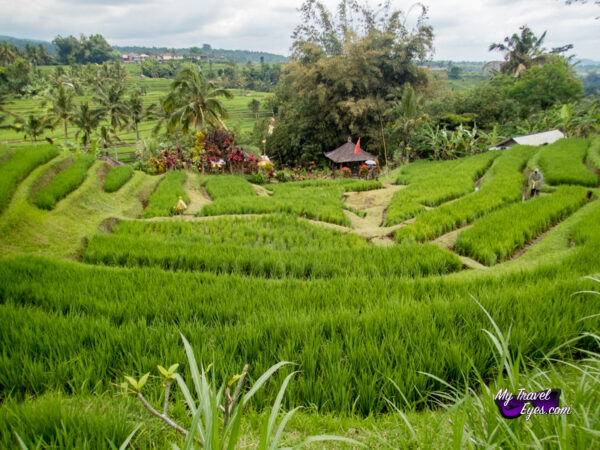 Les rizières de Jatiluwih 