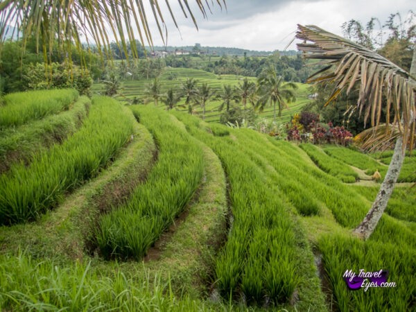 Les rizières de Jatiluwih 